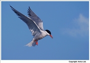 30. Common Tern